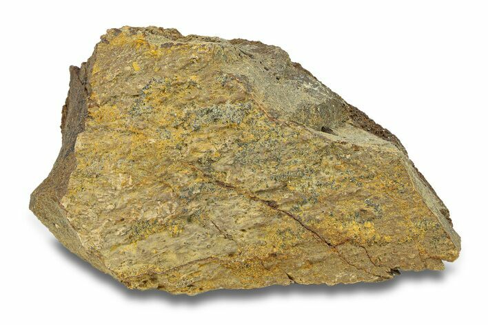 Hadrosaur Bone Section - Montana #287383